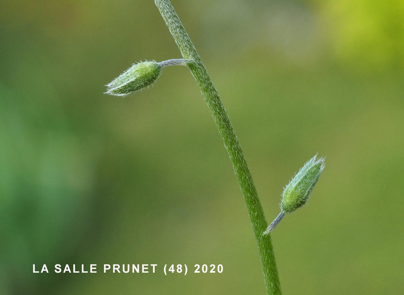 Forget-me-not, Changing fruit